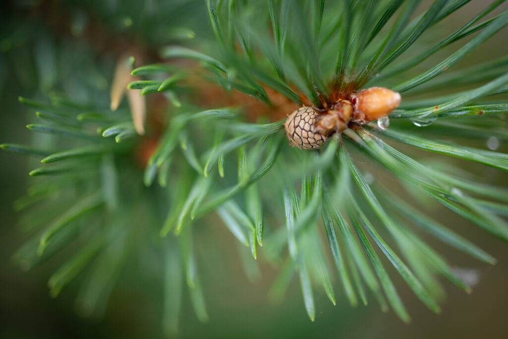 Männyn oksa ja kukinto