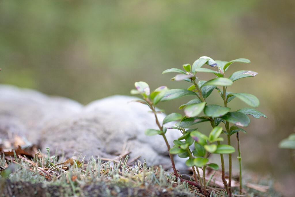 Puolukan varpuja metsässä