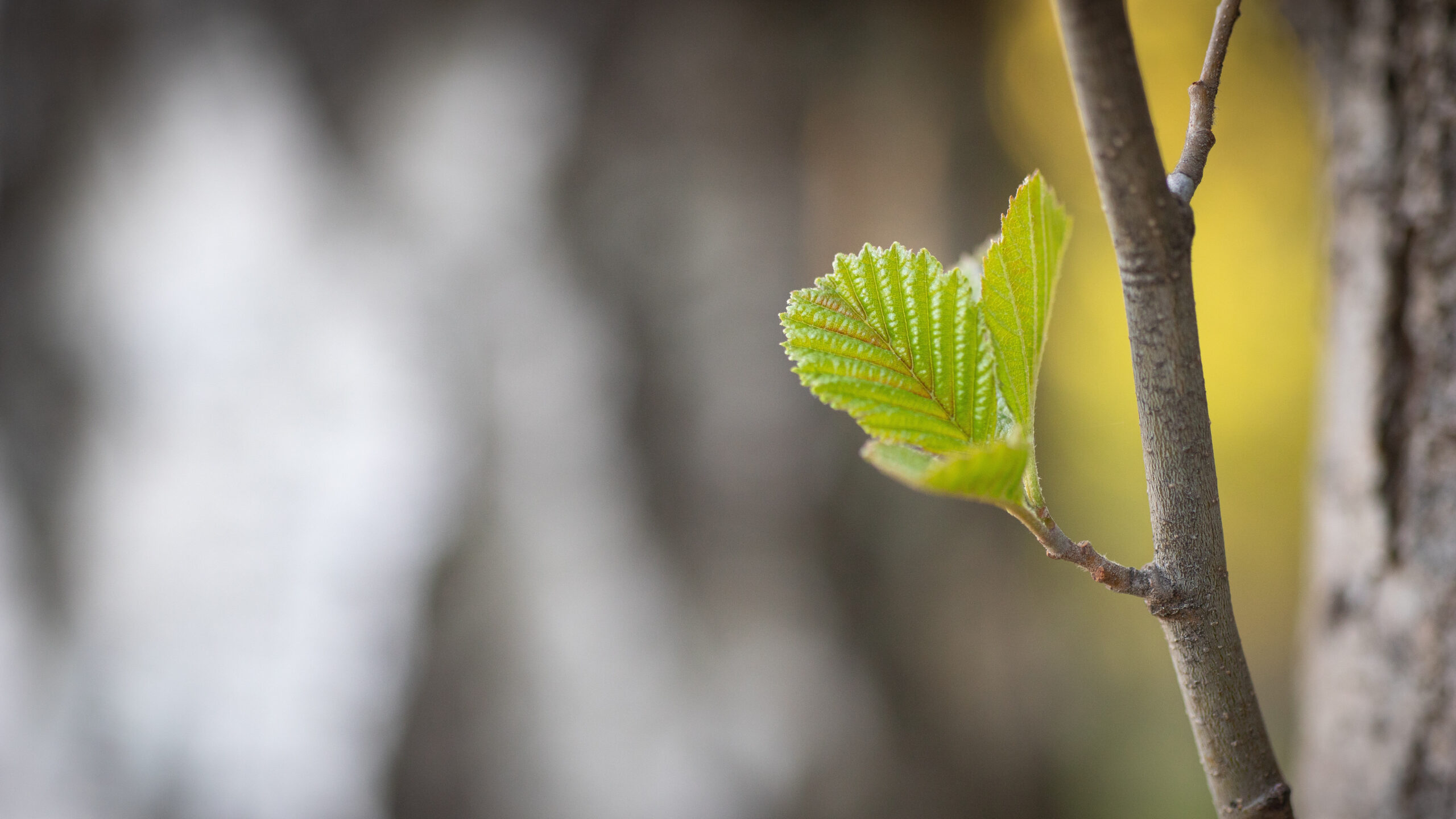 Vastapuhjenneet lehdet